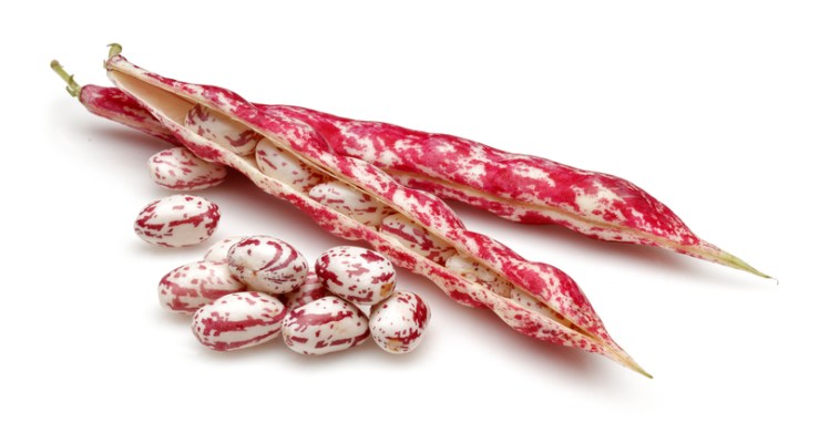 fasoli-anarixomeno-LDF