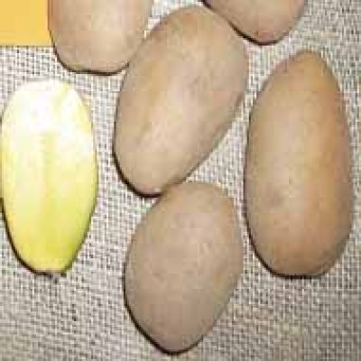 Πατατόσπορος Σπόροι Πατάτας Τιμές