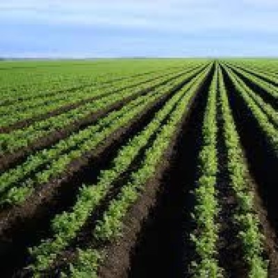 Νέες Καλλιέργειες