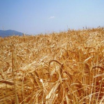 Σπόροι Σιτηρών