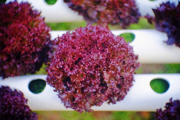 Λόλα κόκκινη Μαρούλι Σπόροι