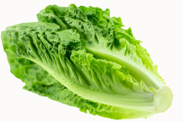 Σπόρος μαρούλι Paris Island Cos