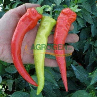 Paprika-OHNIVEC-original