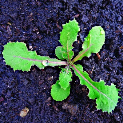 Σπόροι Ζοχού Τιμές