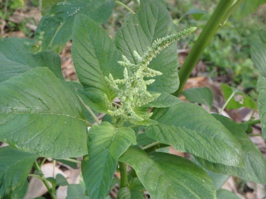 Σπόροι Βλήτο Τιμές