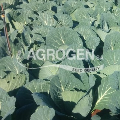 Σπόροι Λάχανου Brunswick