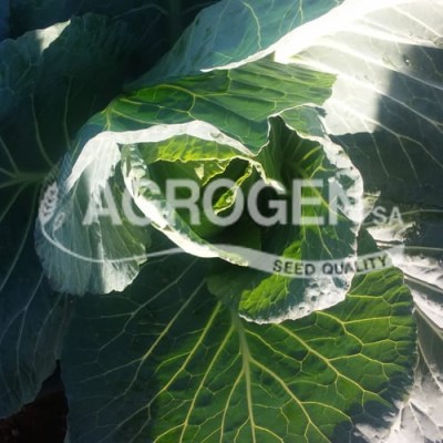 Σπόροι Λάχανου Brunswick