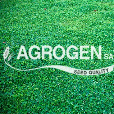 Γκαόν διχόνδρα σπόροι