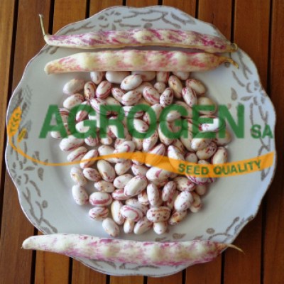 Σπόρος Φασόλι Χάντρα Τιμές