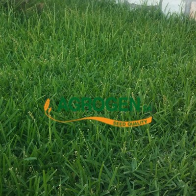 Γκαζόν φεστούκα πλατύφυλλη