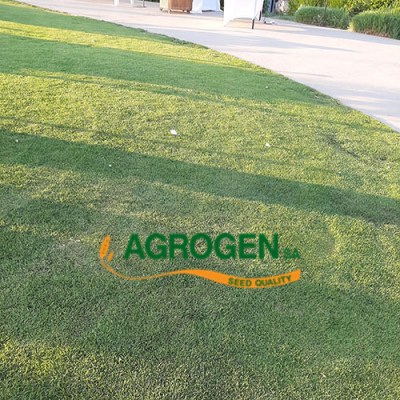 Γκαζόν μίγμα 21 SPECIAL