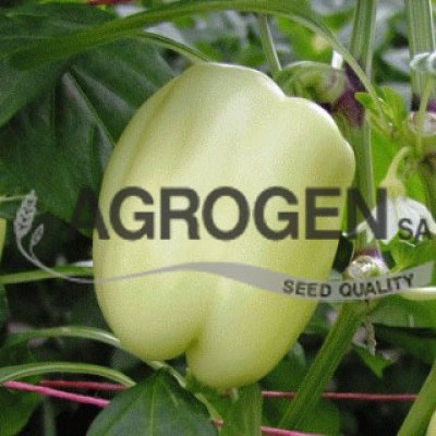 ΣΠΟΡΟΙ ΠΙΠΕΡΙΕΣ ΥΒΡΙΔΙΑ ΤΙΜΕΣ ΑΓΟΡΑ