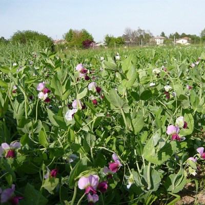 Κτηνοτροφικό Μπιζέλι Σπόροι