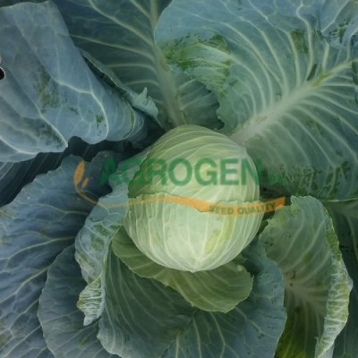 laxano-ubridio-ritmo-water