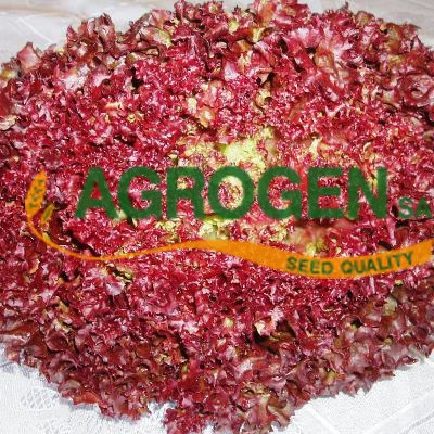 Λόλα κόκκινη Μαρούλι Σπόροι