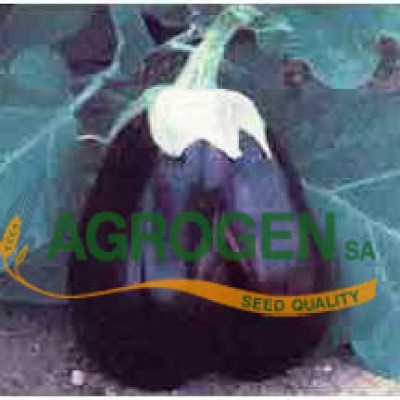 Σπόροι Φλάσκας Μελιτζάνας Τιμές