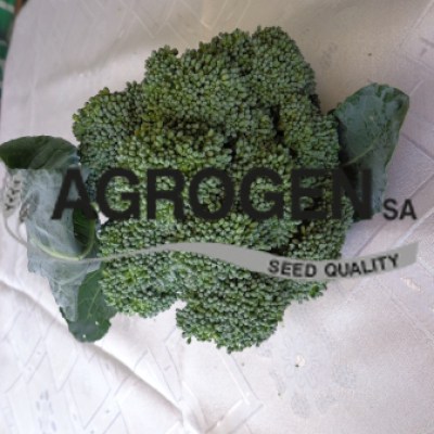 Σπόρος Μπρόκολο Τιμή