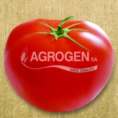 ΕΛΛΗΝΙΚΟΙ ΣΠΟΡΟΙ ΝΤΟΜΑΤΑΣ ΜΑΚΕΔΟΝΙΑ