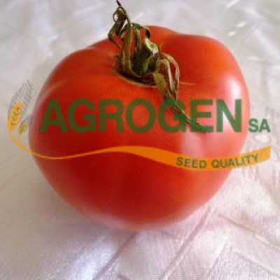 Ελληνικοί Παραδοσιακοί Σπόροι