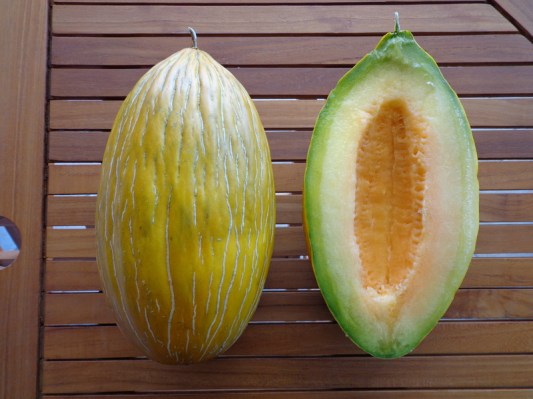 Σπόροι για Πεπόνι Αργίτικο