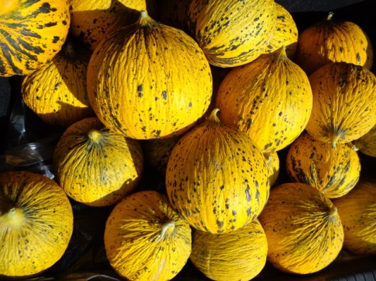 Πεπόνι θρακιώτικο Σπόροι