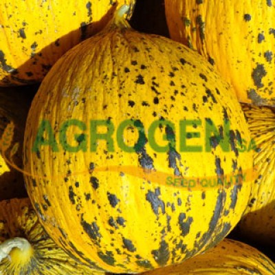 Πεπόνι θρακιώτικο Σπόροι