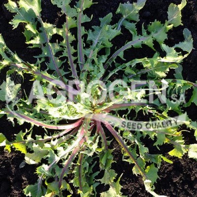 radiki-agrio-kokkino-agrogen