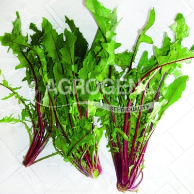 Σπόροι Ραδίκι Ιταλικό Κόκκινο