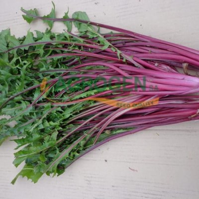 Σπόροι Ραδίκι Ιταλικό Κόκκινο