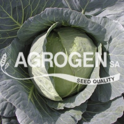 Σπόροι Υβρίδιο Λάχανο