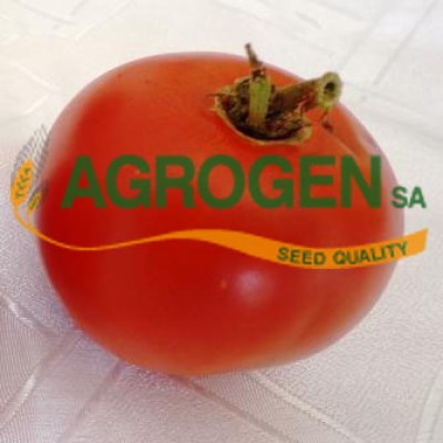 Ελληνικοί Σπόροι Ντομάτας Ολυμπία