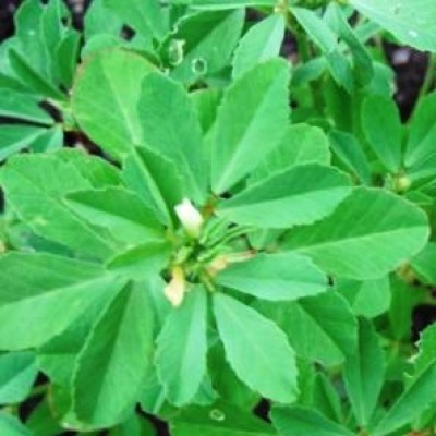 Σπόροι Τριγωνέλλας