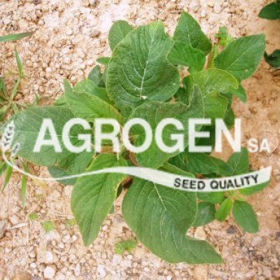 Σπόροι Βλήτο Τιμές