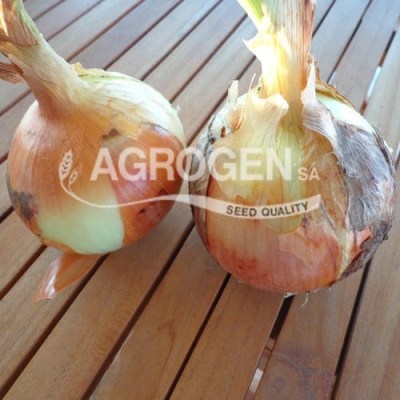 sporos-kremmudi2-agrogen