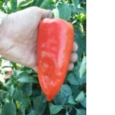 Σπόρος Πιπεριάς Υβρίδιο Κέρατο Γλυκό