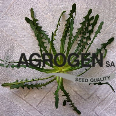 Σταμναγκάθι Σπόροι