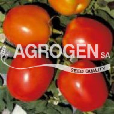 Βιομηχανική ντομάτα Σπόροι