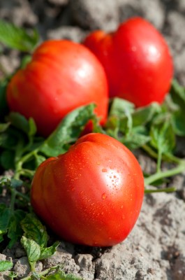 Σπόροι Ντομάτας Αγορά